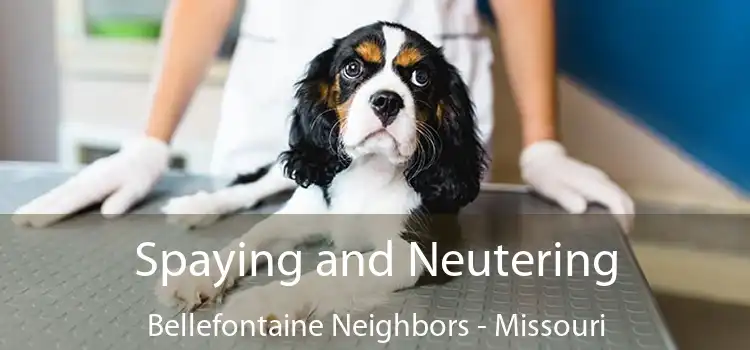 Spaying and Neutering Bellefontaine Neighbors - Missouri
