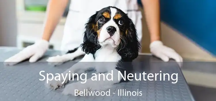 Spaying and Neutering Bellwood - Illinois