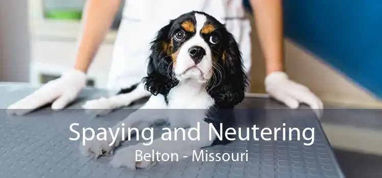 Spaying and Neutering Belton - Missouri