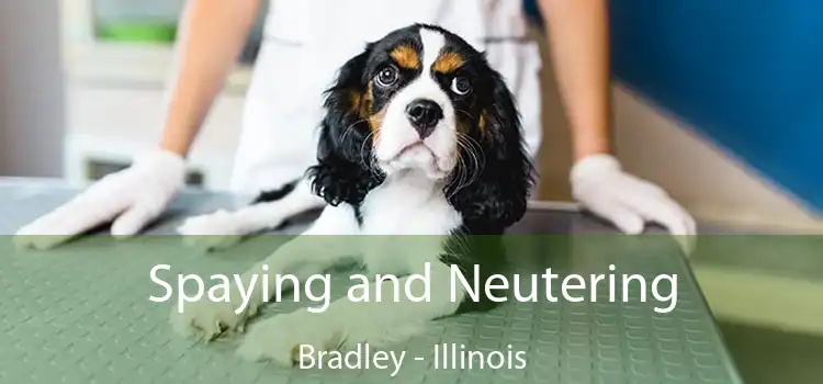 Spaying and Neutering Bradley - Illinois