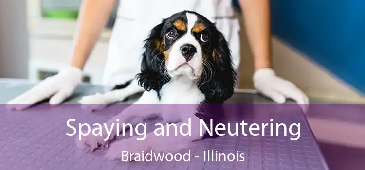 Spaying and Neutering Braidwood - Illinois