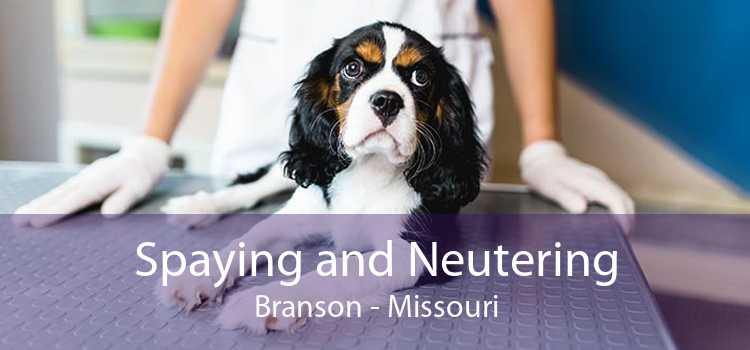 Spaying and Neutering Branson - Missouri