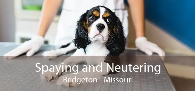 Spaying and Neutering Bridgeton - Missouri