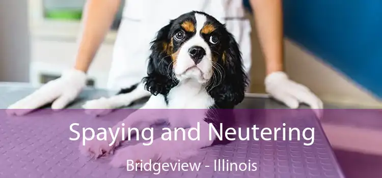 Spaying and Neutering Bridgeview - Illinois