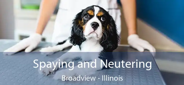 Spaying and Neutering Broadview - Illinois