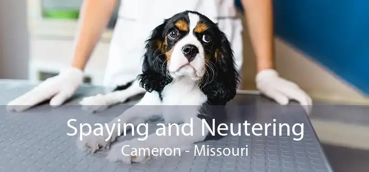Spaying and Neutering Cameron - Missouri