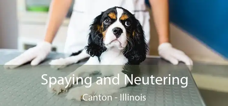 Spaying and Neutering Canton - Illinois