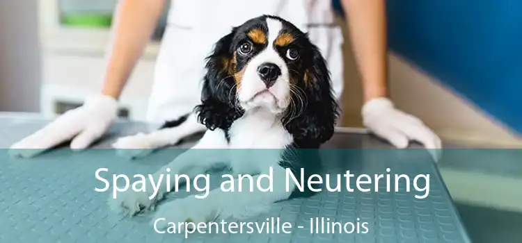 Spaying and Neutering Carpentersville - Illinois