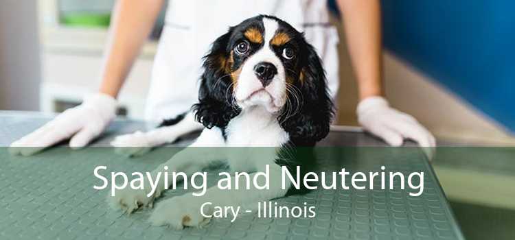Spaying and Neutering Cary - Illinois