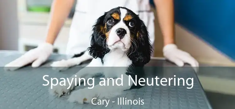 Spaying and Neutering Cary - Illinois