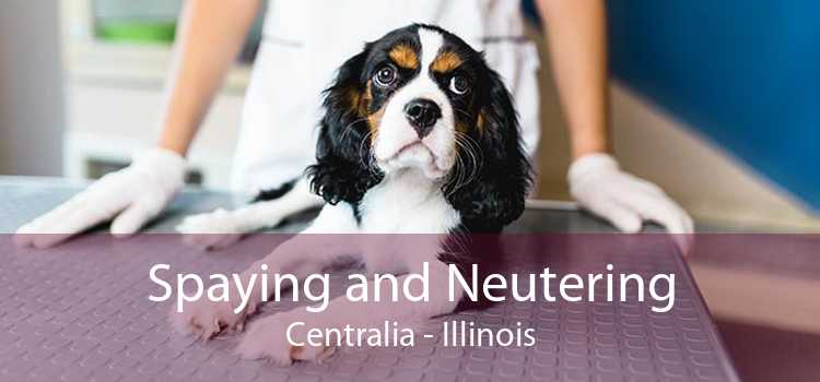 Spaying and Neutering Centralia - Illinois
