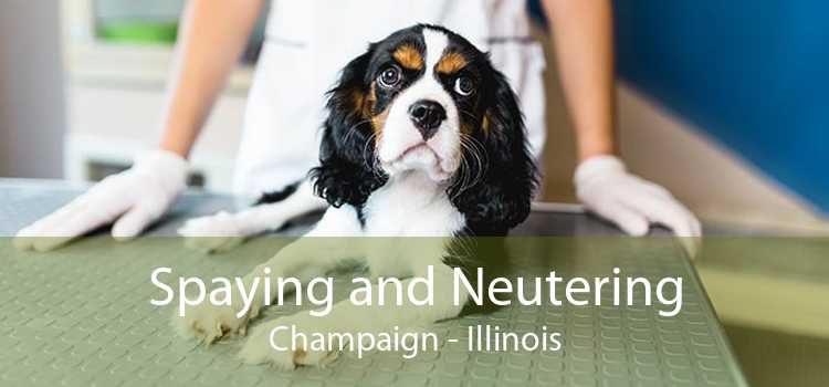 Spaying and Neutering Champaign - Illinois