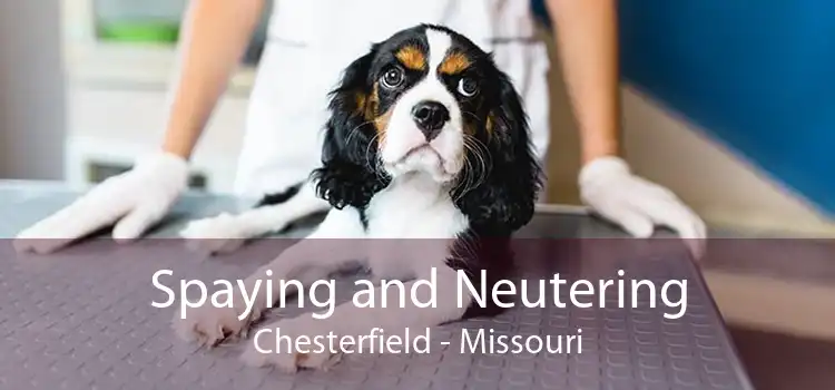 Spaying and Neutering Chesterfield - Missouri