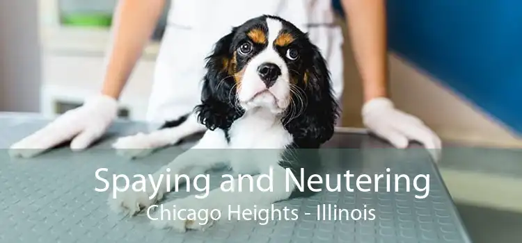 Spaying and Neutering Chicago Heights - Illinois