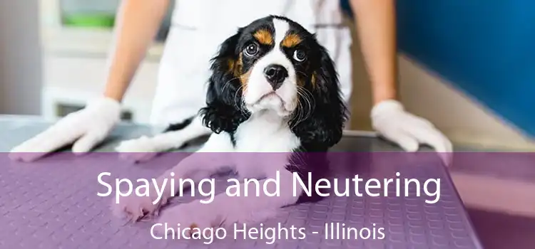 Spaying and Neutering Chicago Heights - Illinois