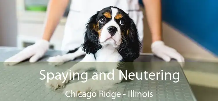 Spaying and Neutering Chicago Ridge - Illinois