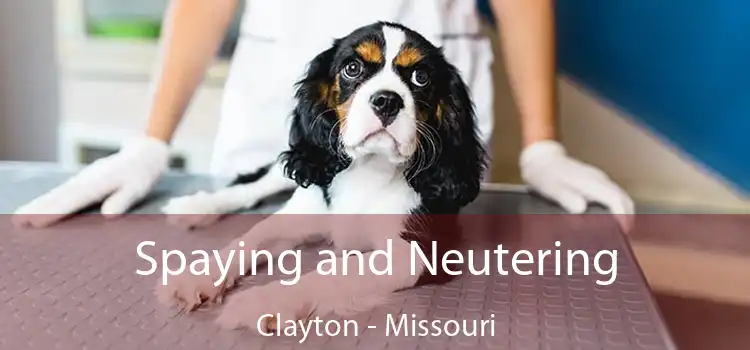 Spaying and Neutering Clayton - Missouri