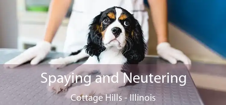 Spaying and Neutering Cottage Hills - Illinois