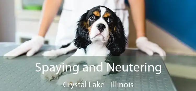 Spaying and Neutering Crystal Lake - Illinois