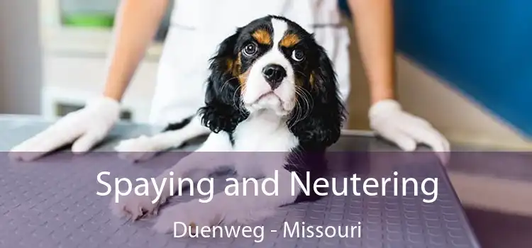 Spaying and Neutering Duenweg - Missouri