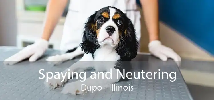 Spaying and Neutering Dupo - Illinois