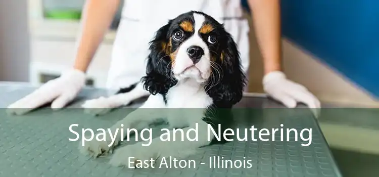 Spaying and Neutering East Alton - Illinois