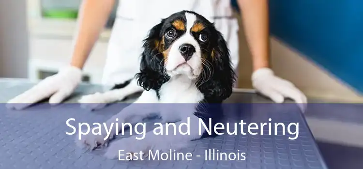 Spaying and Neutering East Moline - Illinois