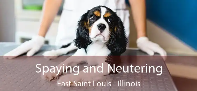 Spaying and Neutering East Saint Louis - Illinois