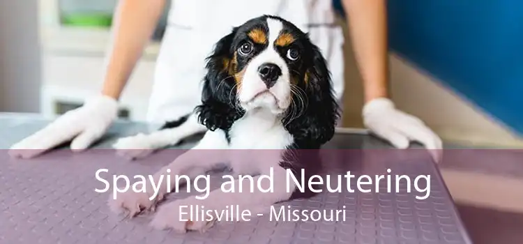 Spaying and Neutering Ellisville - Missouri