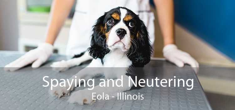 Spaying and Neutering Eola - Illinois