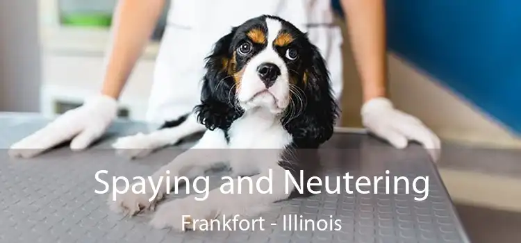 Spaying and Neutering Frankfort - Illinois