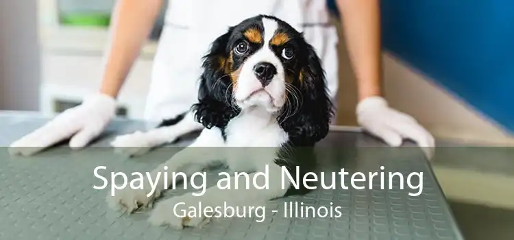 Spaying and Neutering Galesburg - Illinois