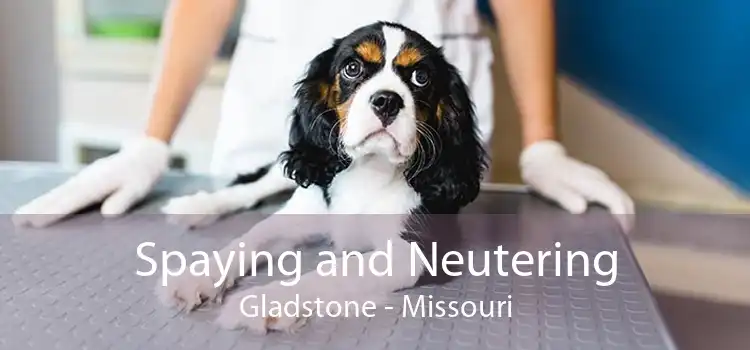Spaying and Neutering Gladstone - Missouri