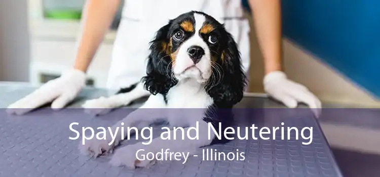 Spaying and Neutering Godfrey - Illinois