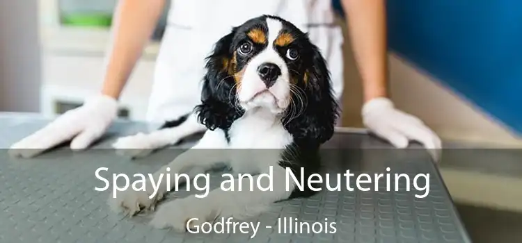 Spaying and Neutering Godfrey - Illinois