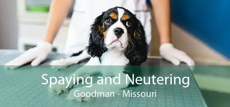 Spaying and Neutering Goodman - Missouri