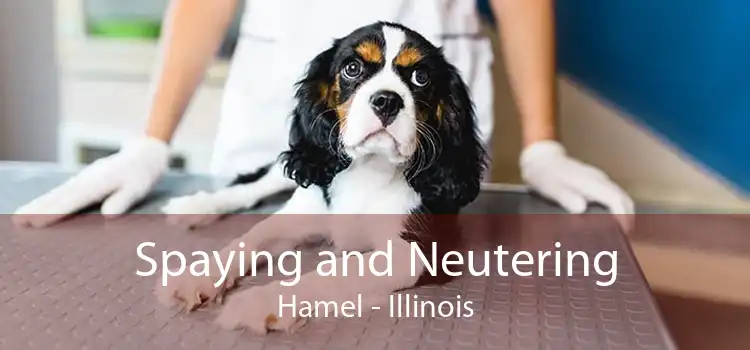 Spaying and Neutering Hamel - Illinois