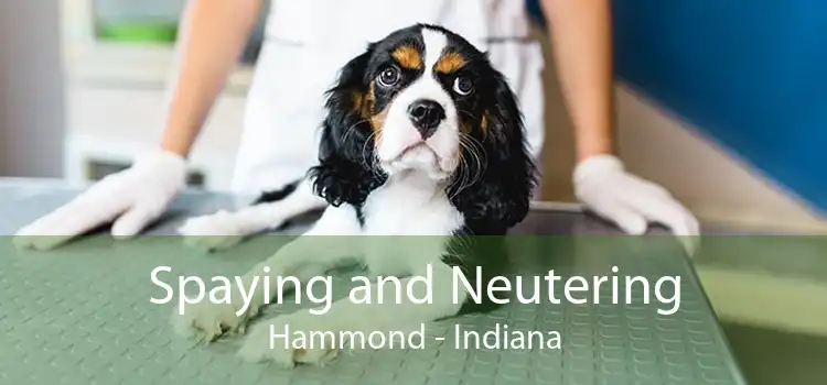 Spaying and Neutering Hammond - Indiana