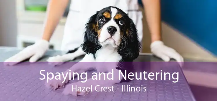 Spaying and Neutering Hazel Crest - Illinois