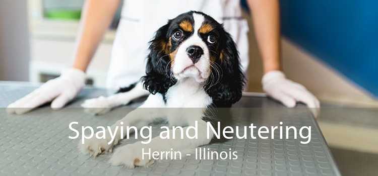 Spaying and Neutering Herrin - Illinois