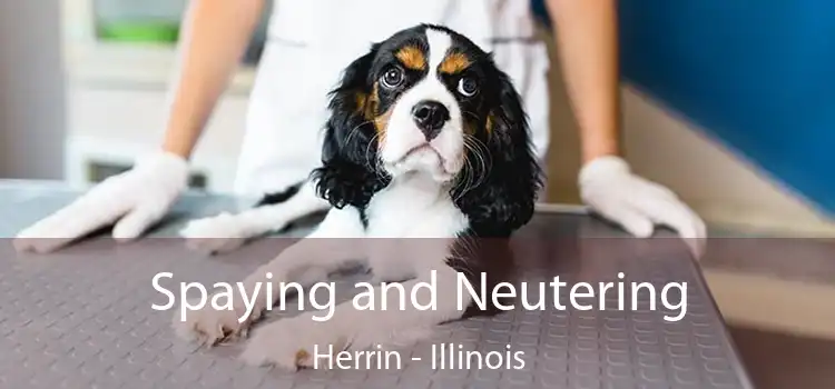 Spaying and Neutering Herrin - Illinois