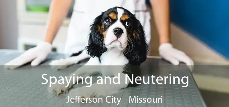 Spaying and Neutering Jefferson City - Missouri