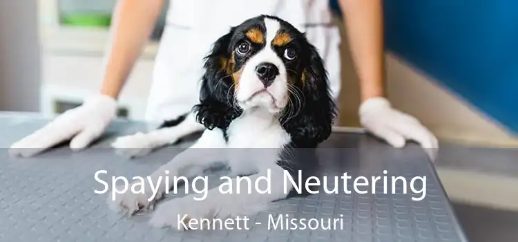 Spaying and Neutering Kennett - Missouri