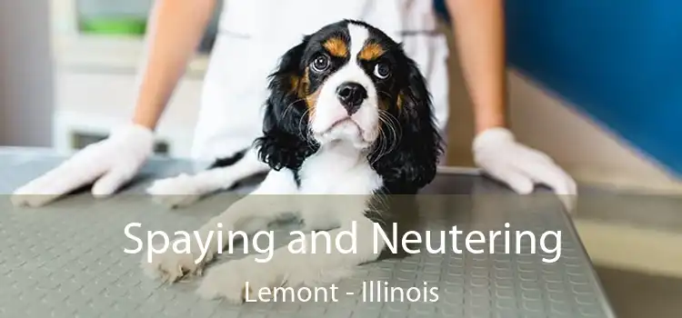 Spaying and Neutering Lemont - Illinois