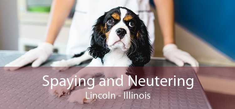 Spaying and Neutering Lincoln - Illinois