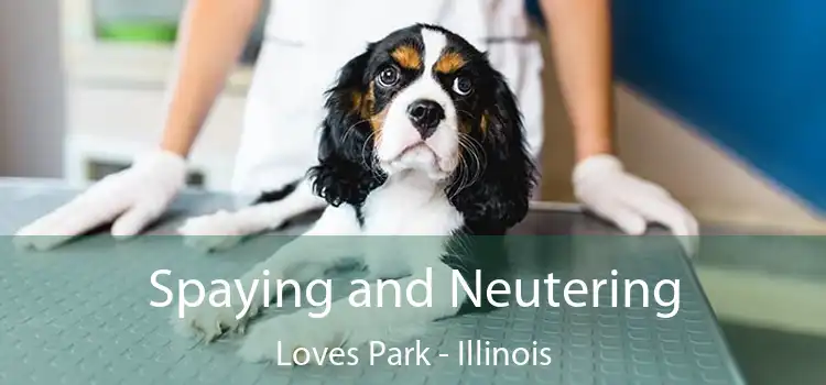 Spaying and Neutering Loves Park - Illinois