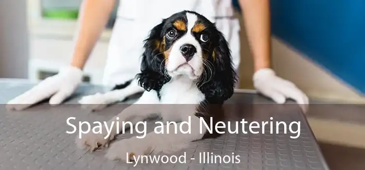 Spaying and Neutering Lynwood - Illinois
