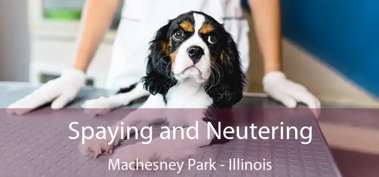 Spaying and Neutering Machesney Park - Illinois
