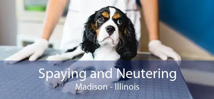 Spaying and Neutering Madison - Illinois