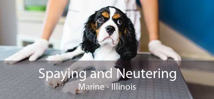 Spaying and Neutering Marine - Illinois